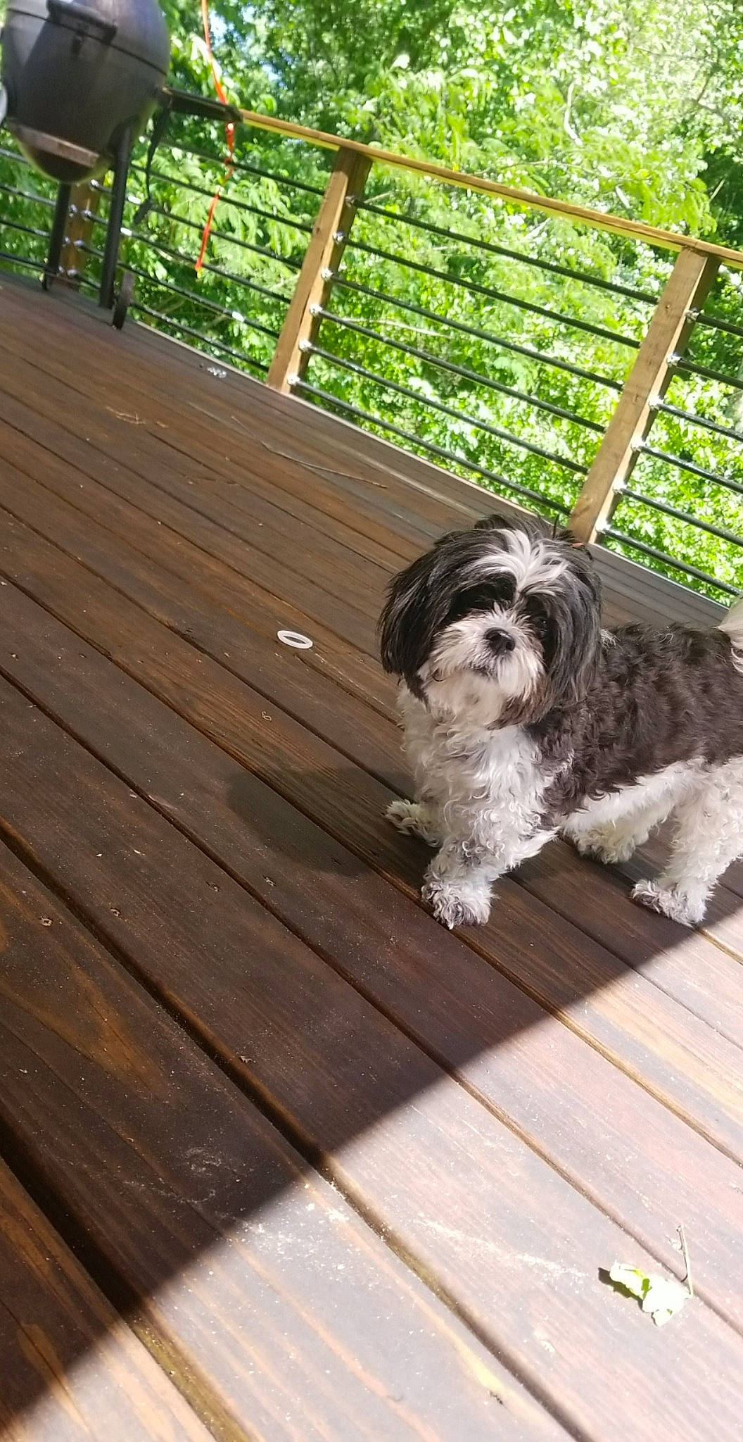 Donnie joined the competition — help win amazing prizes! canidae, carnivore, cavachon, cavapoo, cockapoo, companion_dog, dog, dog_breed, havanese, kyi_leo, mal_shi, mammal, petit_basset_griffon_vendeen, polish_lowland_sheepdog, puppy, schnoodle, shih_poo, shih_tzu, tibetan_terrier, vertebrate