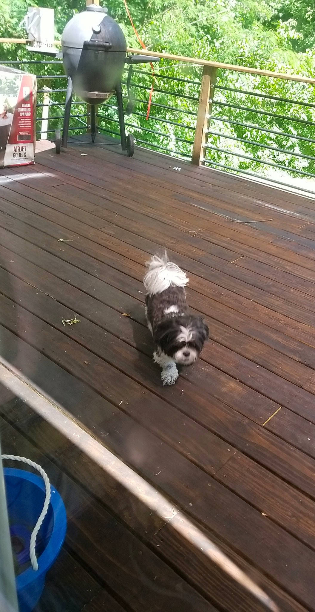 Donnie joined the competition — help win amazing prizes! canidae, carnivore, companion_dog, deck, dog, dog_breed, fawn, hardwood, non_sporting_group, puppy, shih_tzu, sporting_group, tibetan_terrier, wood