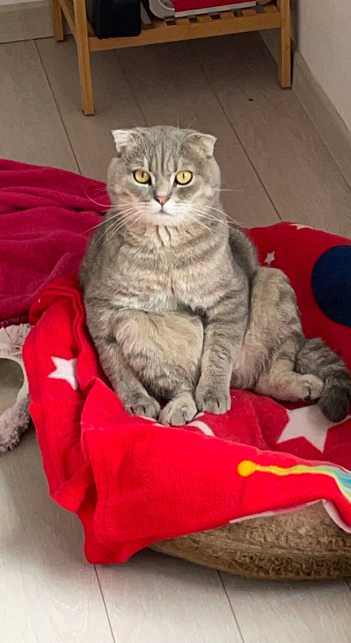 Roméo participe au concours pour gagner de l'argent avec cette photo : carnivore, cat, cat_supply, cat_toy, comfort, domestic_short_haired_cat, felidae, flooring, fur, grey, paw, pet_supply, rectangle, sitting, small_to_medium_sized_cats, snout, tail, whiskers