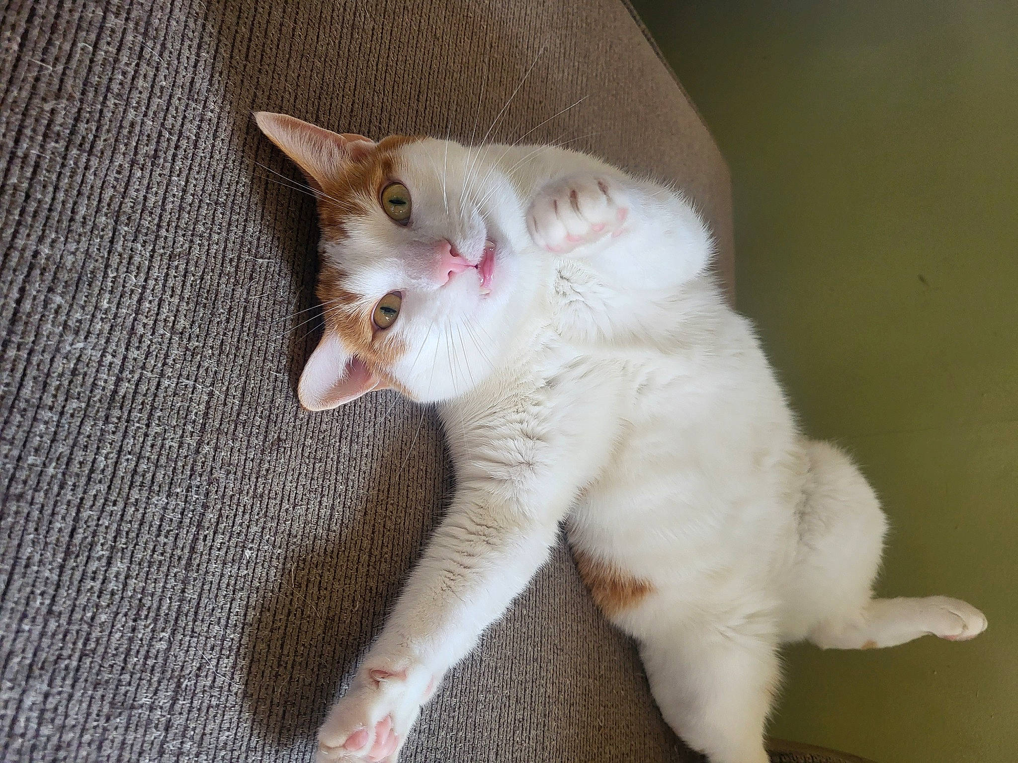 Gypsy is registered to the contest to win money with this photo: carnivore, cat, claw, domestic_short_haired_cat, fang, fawn, felidae, foot, fur, paw, small_to_medium_sized_cats, snout, tail, whiskers