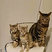 Harley Et Xena participe au concours pour gagner de l'argent avec cette photo : animal, cat, chair, cute, domestic_animal, ears, eyes, feline, fur, household, indoor, kitten, pet, portrait, sitting, striped, tabby, three, whiskers, young