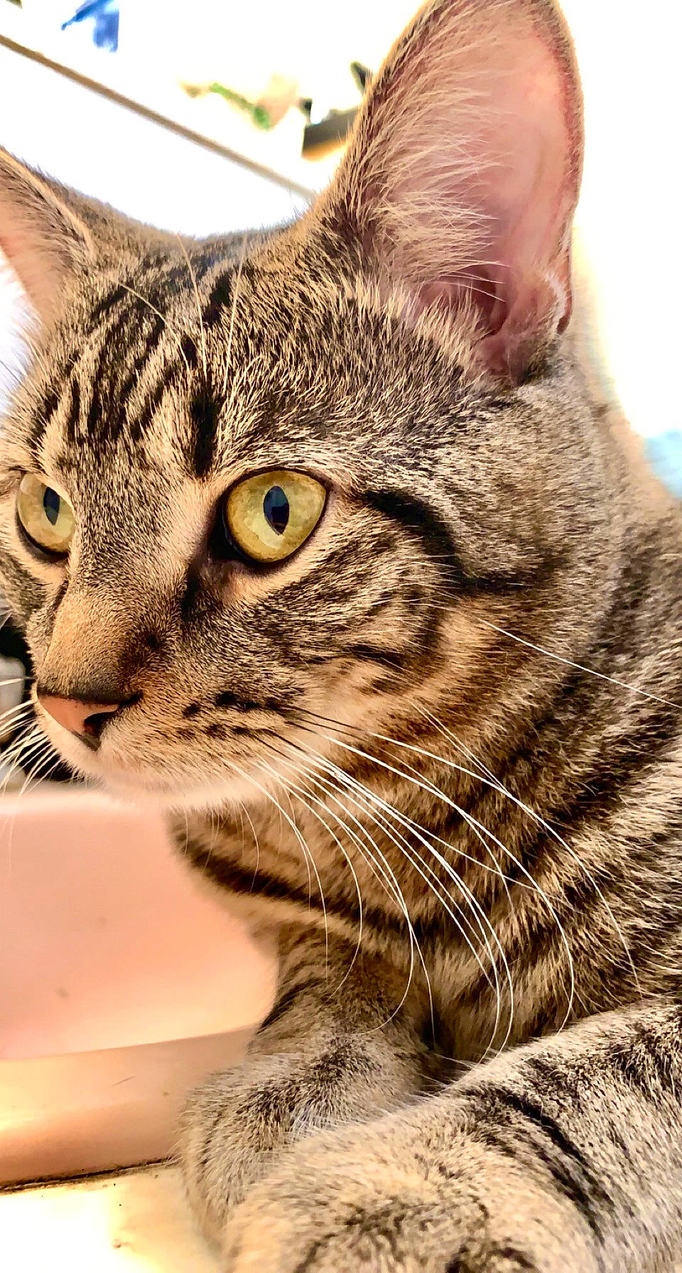 Pj is registered to the contest to win money with this photo: carnivore, cat, claw, close_up, domestic_short_haired_cat, ear, felidae, fur, grass, paw, small_to_medium_sized_cats, snout, terrestrial_animal, tree, whiskers, wildlife, window