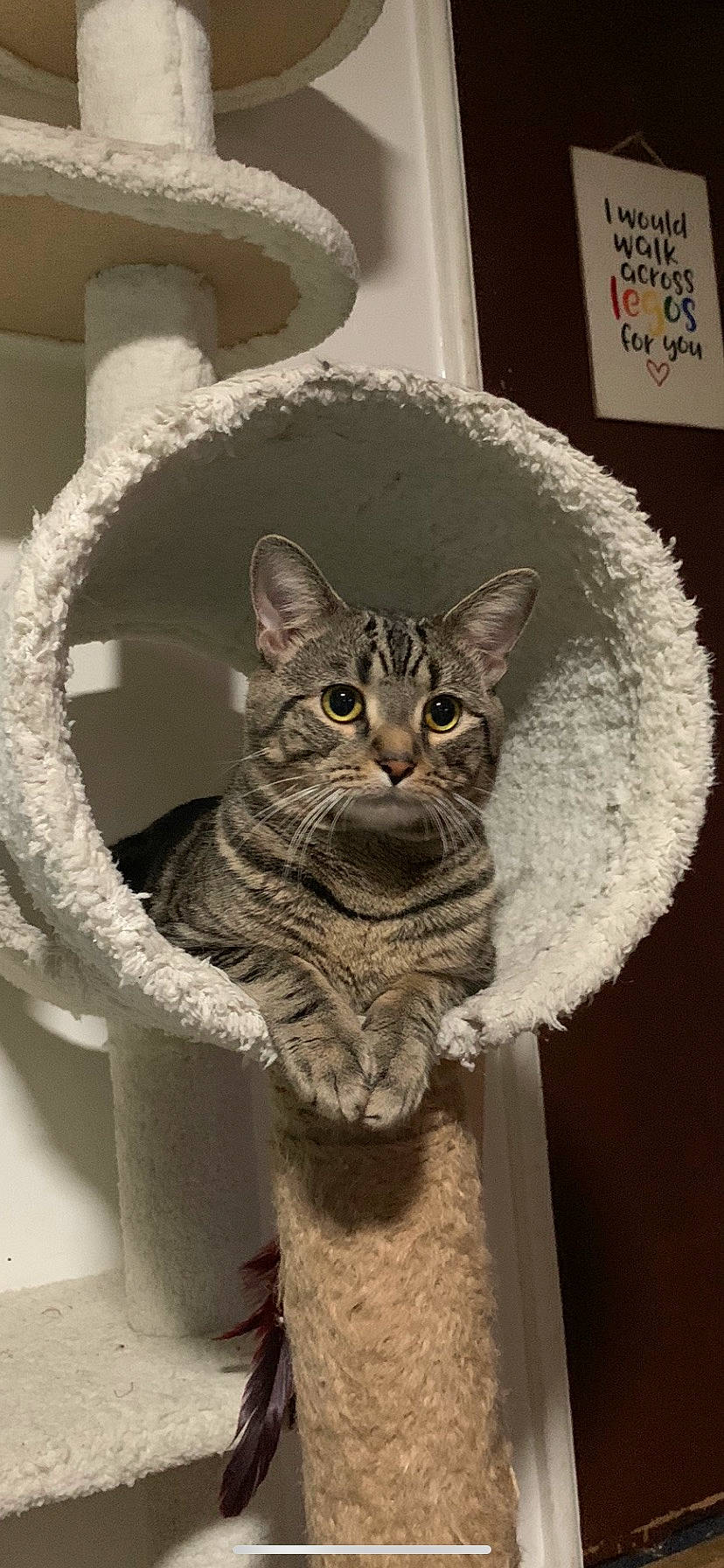 Pj joined the competition — help win amazing prizes! art, artifact, carnivore, cat, cat_bed, cat_supply, domestic_short_haired_cat, door, felidae, fur, grey, metal, sculpture, small_to_medium_sized_cats, snout, tail, terrestrial_animal, tree, whiskers, window