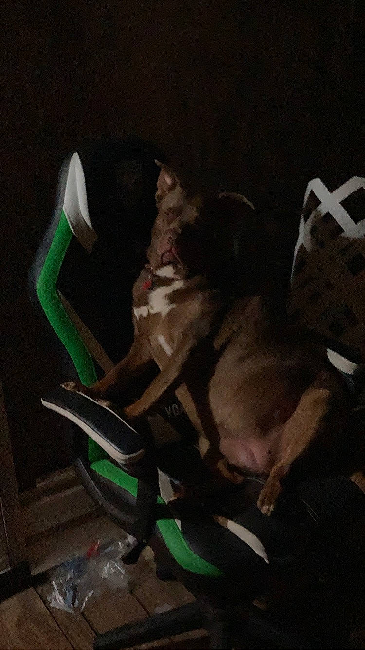 Babygirl joined the competition — help win amazing prizes! canidae, carmine, chair, comfort, companion_dog, darkness, dog, dog_breed, elbow, event, flash_photography, flesh, fun, human_leg, knee, lap, midnight, sitting, sporting_group, thigh