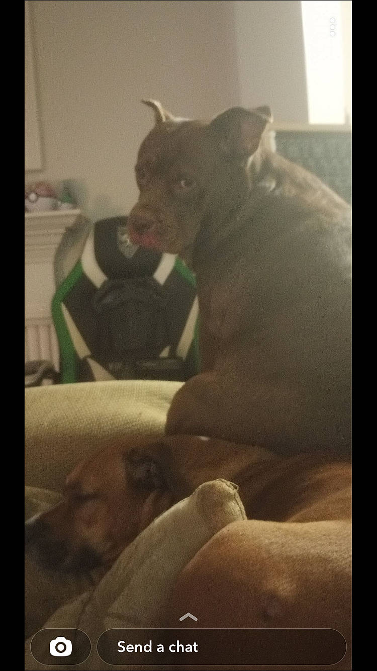 Babygirl joined the competition — help win amazing prizes! canidae, carnivore, comfort, companion_dog, dog, dog_breed, fawn, guard_dog, mammal, non_sporting_group, snout, sporting_group, tail, terrestrial_animal, toy_dog, visual_arts, whiskers, working_animal