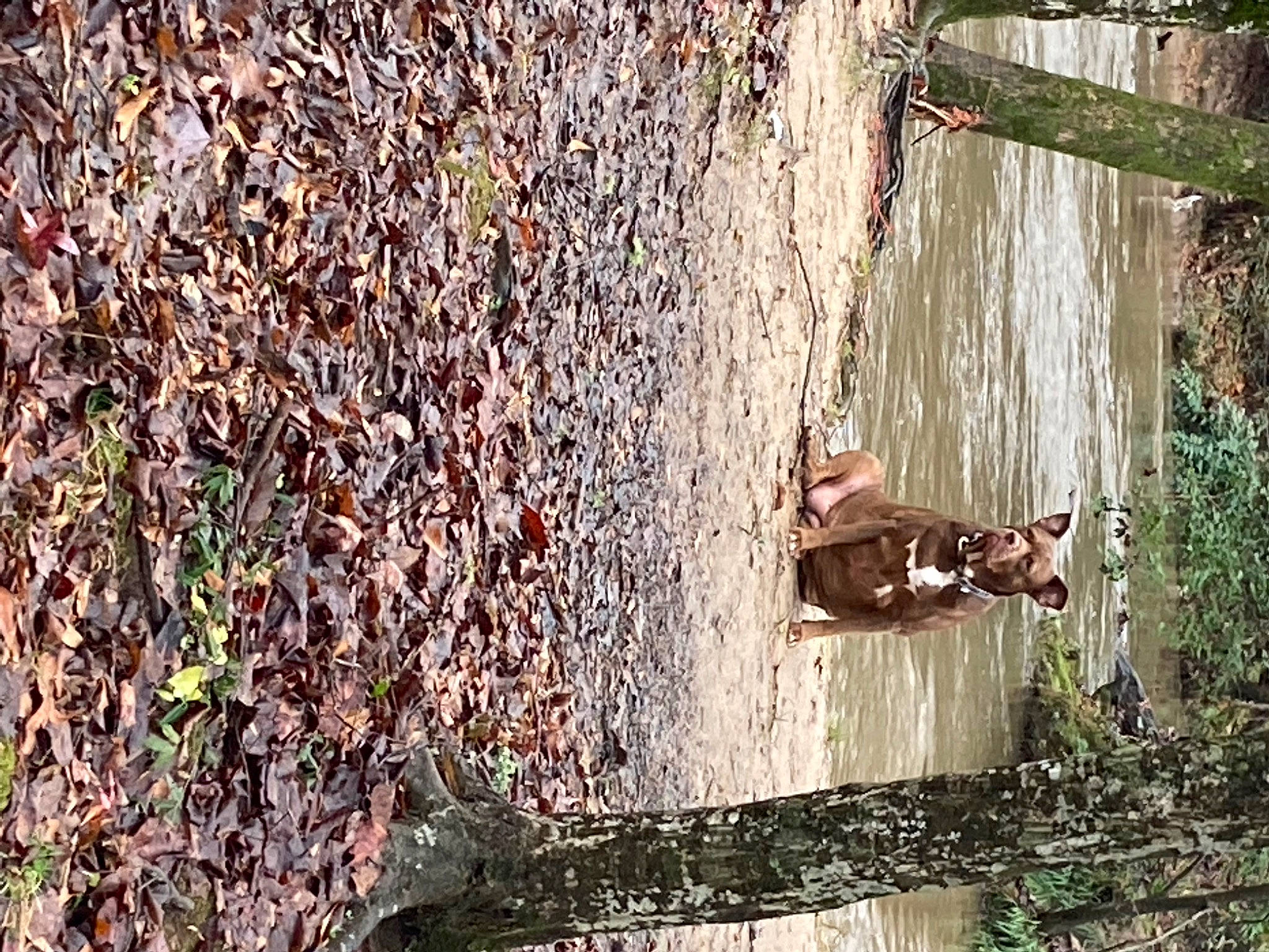 Babygirl is registered to the contest to win money with this photo: autumn, branch, forest, grass, landscape, leisure, people_in_nature, plant, plant_stem, recreation, reflection, shadow, soil, tree, trunk, twig, water, wood, woodland, woody_plant