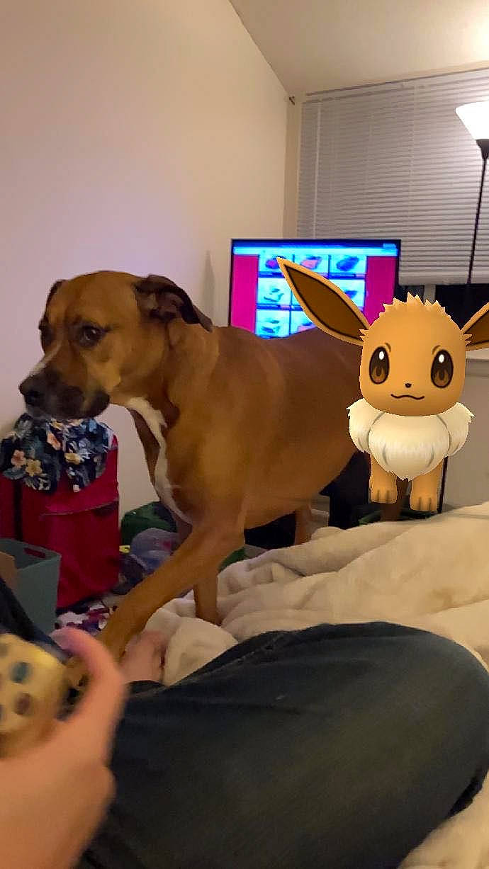 Gracie joined the competition — help win amazing prizes! canidae, carnivore, collar, comfort, companion_dog, dog, dog_breed, dog_collar, dog_supply, ear, fawn, flooring, fun, fur, room, table, toy, toy_dog, whiskers, working_animal