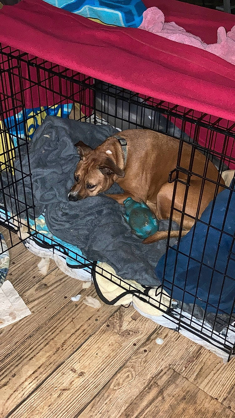 Gracie joined the competition — help win amazing prizes! animal_shelter, cage, canidae, carnivore, companion_dog, dog, dog_breed, dog_crate, dog_supply, fawn, fence, hardwood, kennel, mesh, pet_supply, snout, sporting_group, vertebrate, wood, working_animal