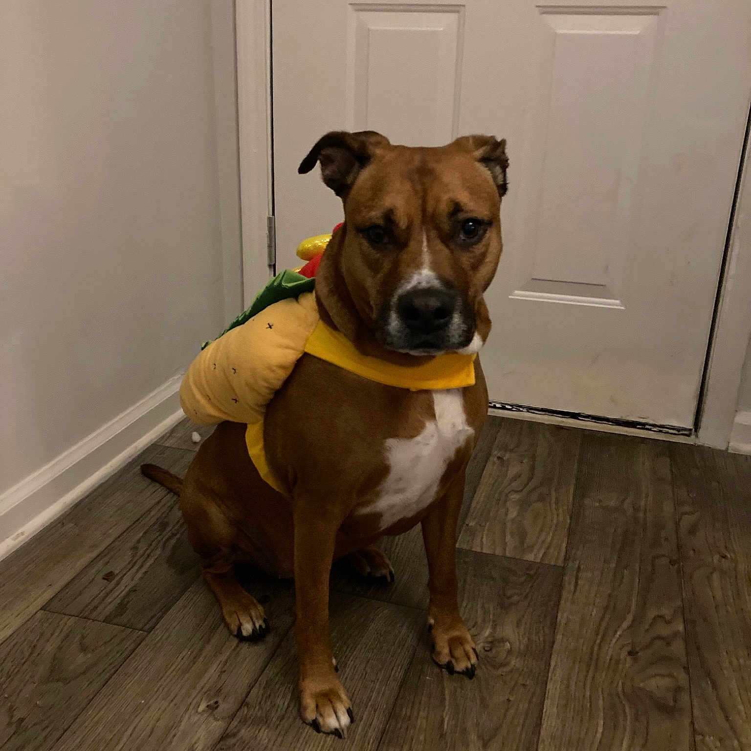 Gracie
