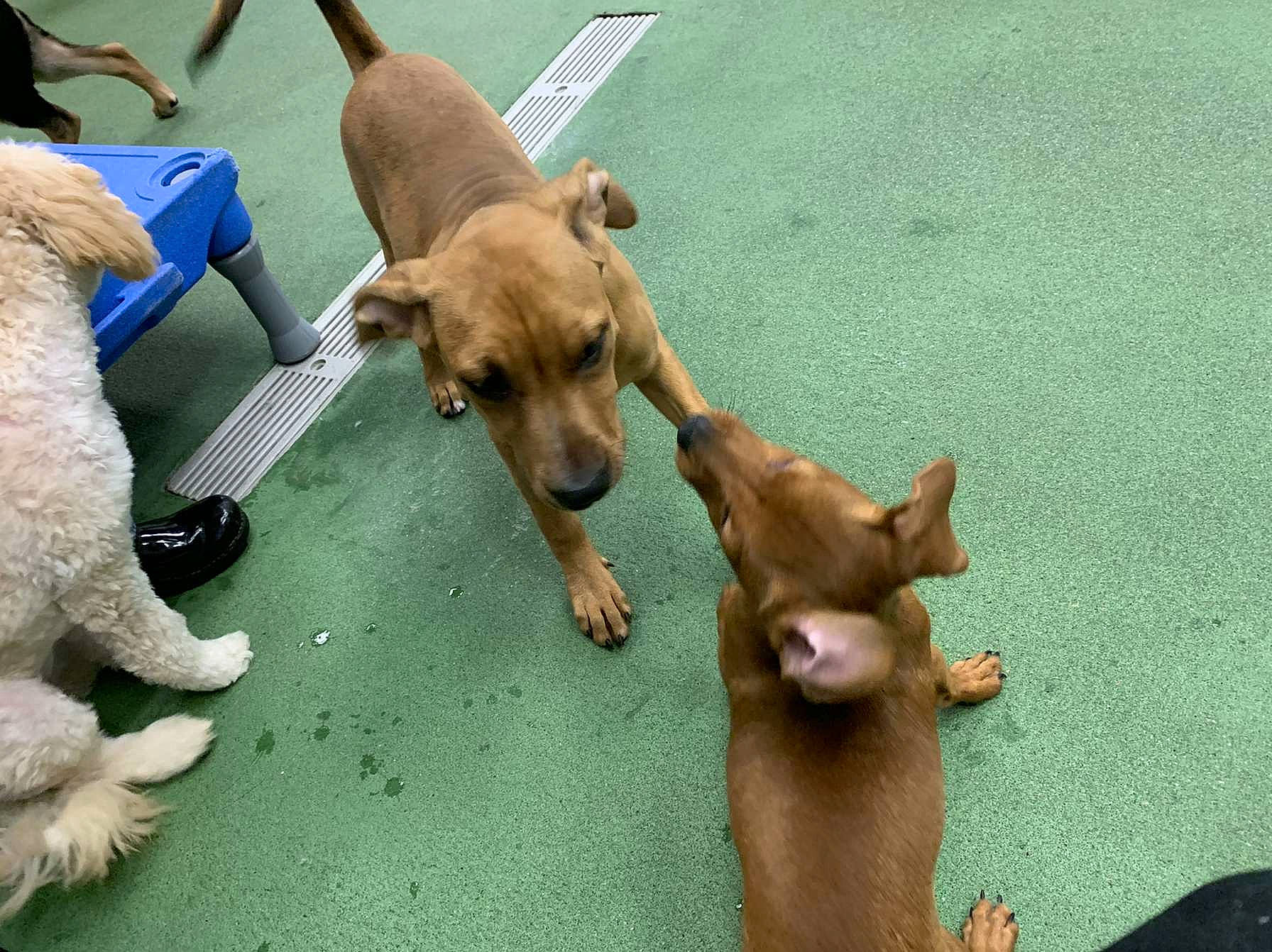 Piper is registered to the contest to win money with this photo: ancient_dog_breeds, canidae, carnivore, chihuahua, companion_dog, dog, dog_breed, dog_supply, fawn, flooring, liver, non_sporting_group, paw, snout, sporting_group, tail, toy_dog, working_animal