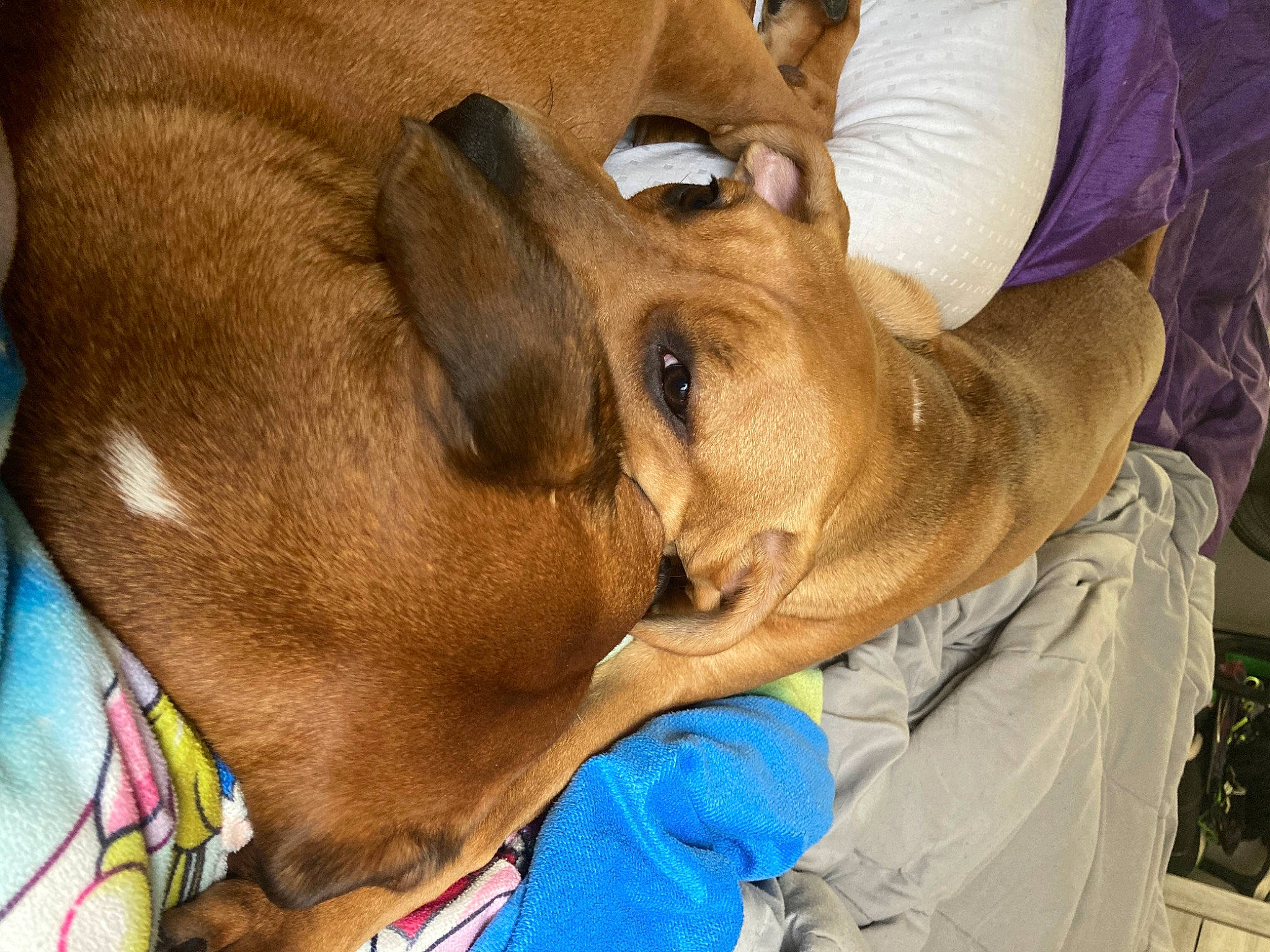 Piper is registered to the contest to win money with this photo: canidae, carnivore, comfort, companion_dog, dog, dog_breed, ear, fawn, fur, gesture, guard_dog, jaw, liver, nap, non_sporting_group, puppy, snout, sporting_group, working_animal, wrinkle