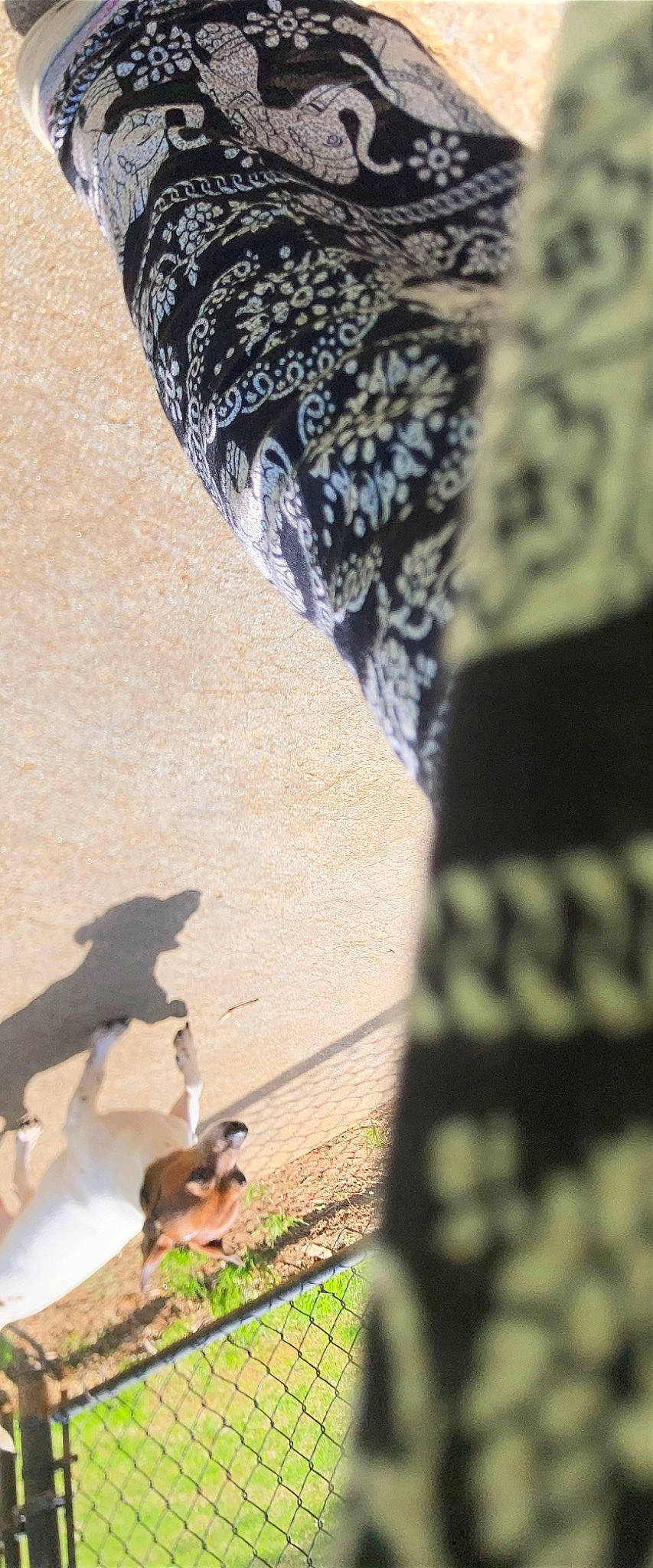 Mojo joined the competition — help win amazing prizes! fashion_accessory, flooring, foot, fur, human_leg, leg, linens, pattern, road_surface, rock, shadow, soil, tail, tints_and_shades, tree, trunk, window, wood, wool, woven_fabric