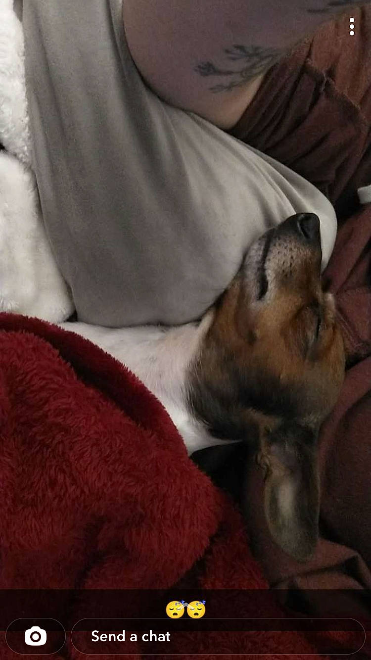 Mojo joined the competition — help win amazing prizes! canidae, carmine, carnivore, comfort, companion_dog, dog, dog_breed, fawn, fur, linens, nap, paw, sporting_group, terrestrial_animal, toy_dog, whiskers