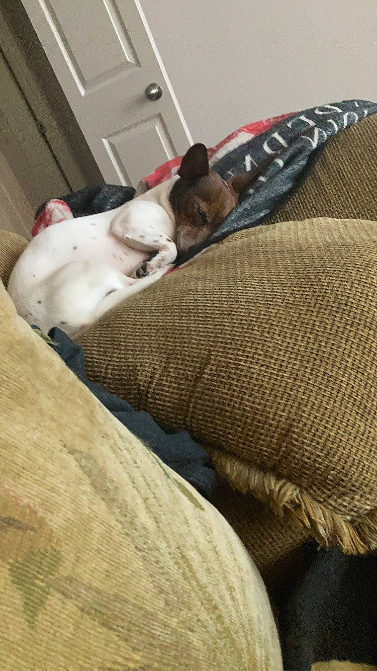 Mojo joined the competition — help win amazing prizes! bedding, canidae, carnivore, comfort, companion_dog, couch, dog, dog_breed, door, fawn, felidae, grey, light_switch, linens, room, snout, sporting_group, toy_dog, whiskers, working_animal