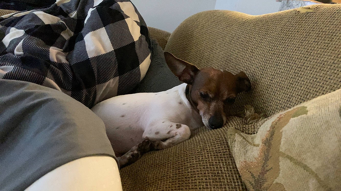 Mojo joined the competition — help win amazing prizes! carnivore, comfort, companion_dog, couch, dog, dog_breed, dog_supply, fawn, fur, linens, nap, non_sporting_group, paw, plaid, sporting_group, tartan, terrestrial_animal, toy_dog, whiskers, working_animal