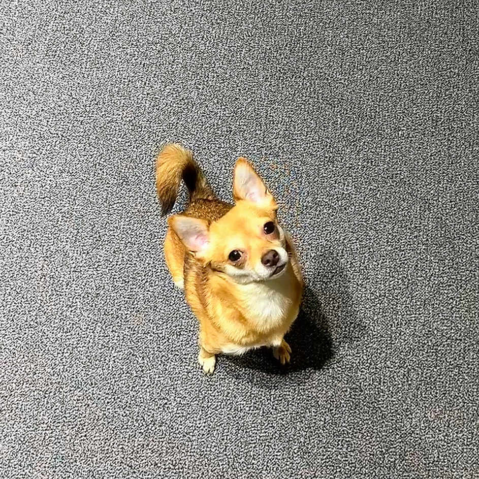 Lil Le Honey is registered to the contest to win money with this photo: adorable, alert, animal, brown_fur, canine, carpet, companion, curious, cute, dog, domestic, ears_perked, floor, friendly, indoor, looking_up, pet, small_dog, tail_curled, texture