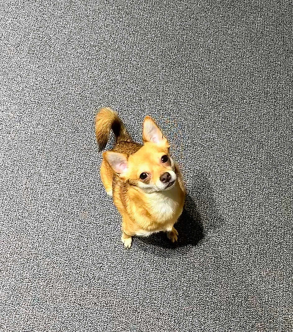 Lil Le Honey is registered to the contest to win money with this photo: adorable, alert, animal, brown_fur, canine, carpet, companion, curious, cute, dog, domestic, ears_perked, floor, friendly, indoor, looking_up, pet, small_dog, tail_curled, texture