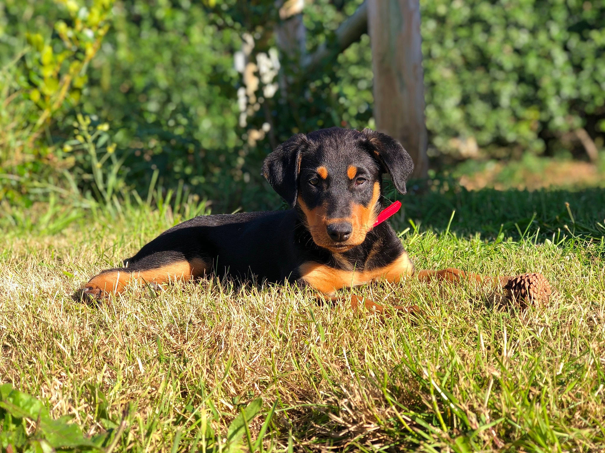 Nara participe au concours pour gagner de l'argent avec cette photo : austrian_black_and_tan_hound, beauceron, black_and_tan_terrier, canidae, carnivore, dog, dog_breed, german_pinscher, guard_dog, huntaway, hunting_dog, jagdterrier, mammal, polish_hunting_dog, puppy, rare_breed_dog, smaland_hound, sporting_group, transylvanian_hound, vertebrate