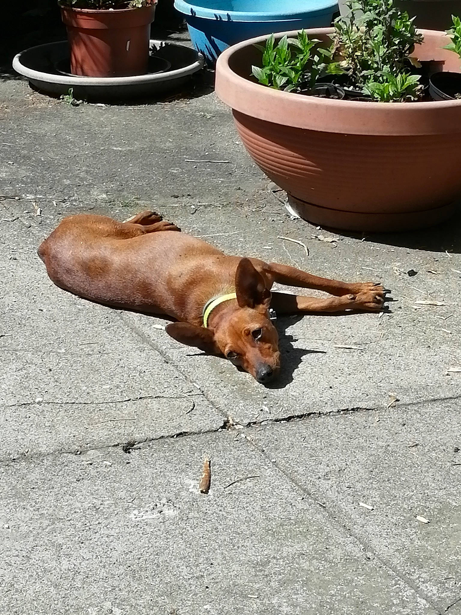 Douchka a rejoint le concours — aidez-le/la à gagner de superbes lots ! canidae, carnivore, companion_dog, dachshund, dog, dog_breed, fawn, rhodesian_ridgeback, snout, street_dog