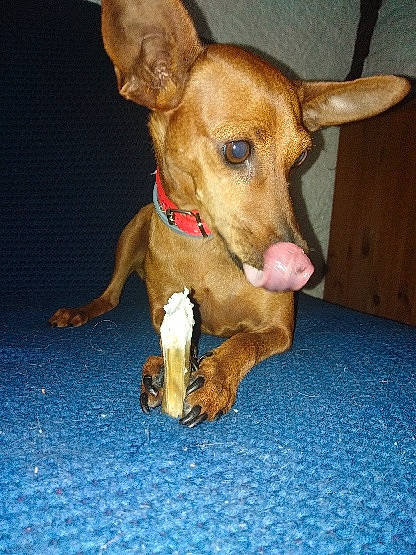 Douchka participe au concours pour gagner de l'argent avec cette photo : canidae, carnivore, cirneco_delletna, companion_dog, dog, dog_breed, ear, fawn, feist, hunting_dog, ibizan_hound, mammal, pharaoh_hound, podenco_canario, portuguese_podengo, snout, street_dog, toy_dog, vertebrate