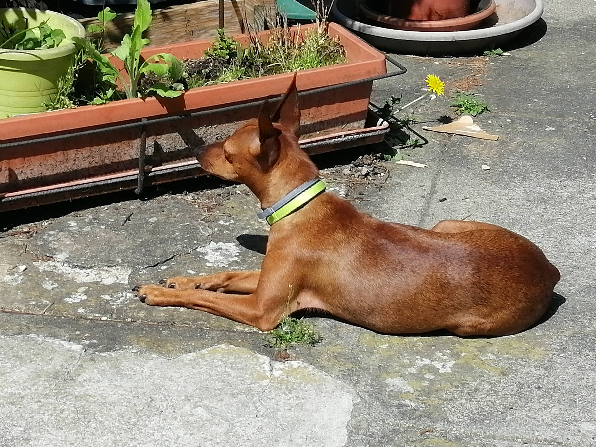 Douchka participe au concours pour gagner de l'argent avec cette photo : canidae, carnivore, cirneco_delletna, companion_dog, dog, dog_breed, fawn, german_pinscher, ibizan_hound, liver, mammal, miniature_pinscher, pharaoh_hound, plant, podenco_canario, toy_dog