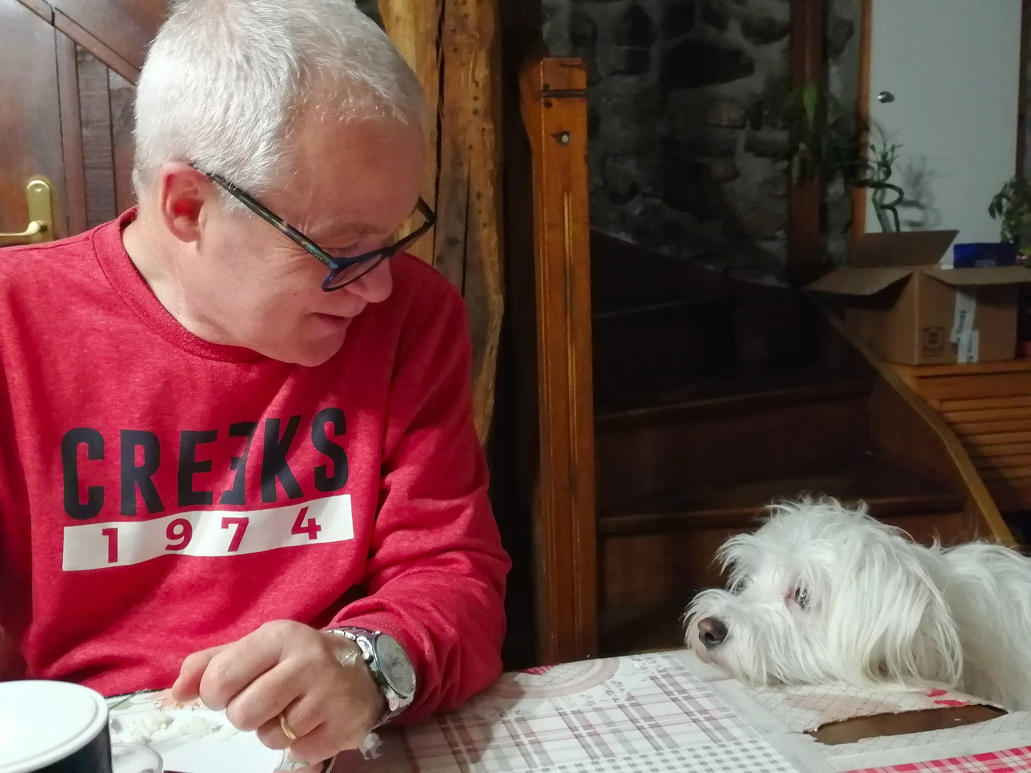 Oregon participe au concours pour gagner de l'argent avec cette photo : bichon, bolonka, canidae, carnivore, companion_dog, coton_de_tulear, dog, dog_breed, havanese, lhasa_apso, maltese, non_sporting_group, puppy_love, sealyham_terrier, shih_tzu, small_terrier, sporting_lucas_terrier, tibetan_terrier, toy_dog, west_highland_white_terrier