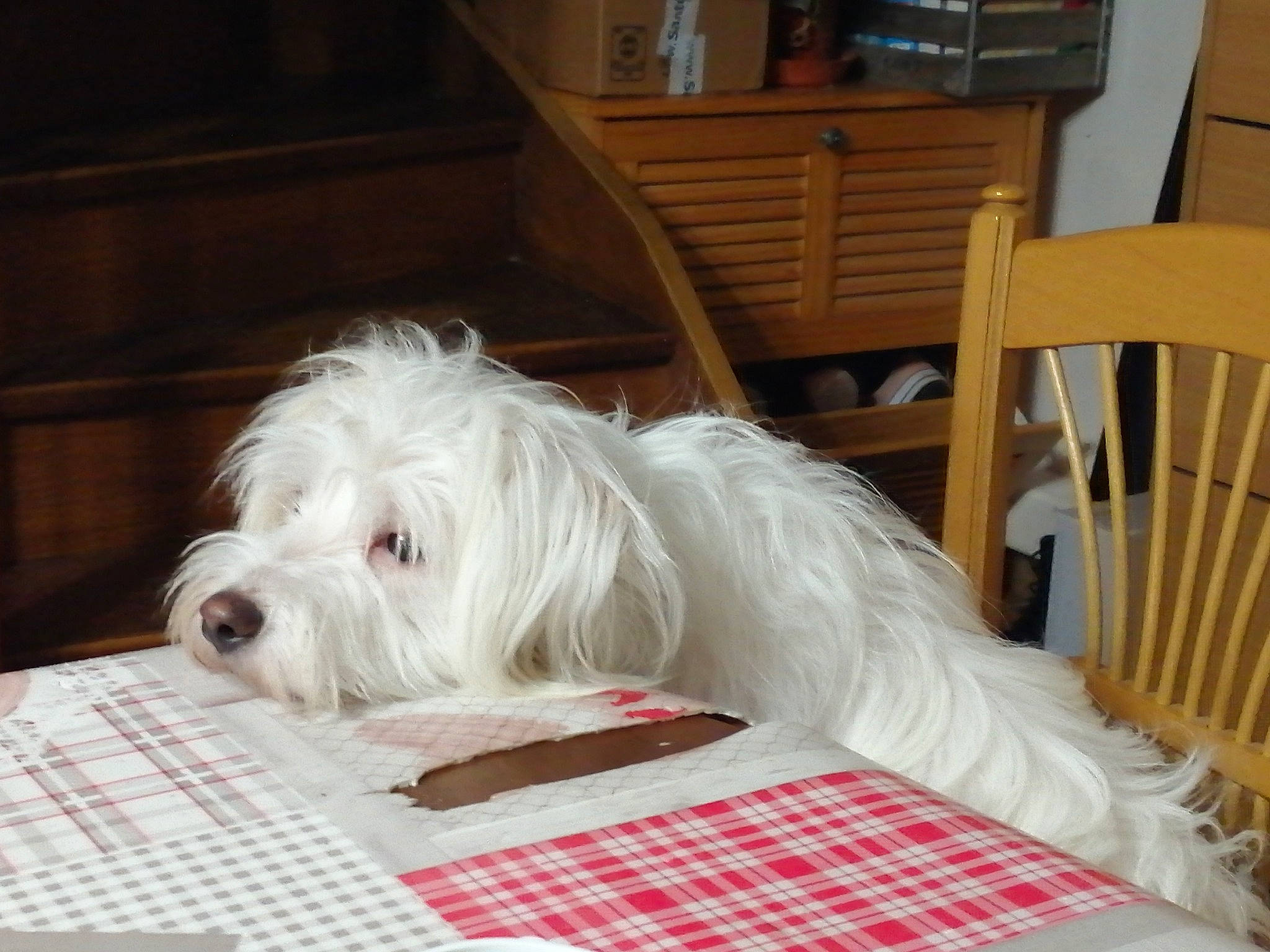 Oregon participe au concours pour gagner de l'argent avec cette photo : bearded_collie, canidae, carnivore, companion_dog, coton_de_tulear, dog, dog_breed, havanese, lowchen, maltese, mammal, non_sporting_group, petit_basset_griffon_vendeen, rare_breed_dog, sapsali, snout, terrier, tibetan_terrier, toy_dog, vertebrate