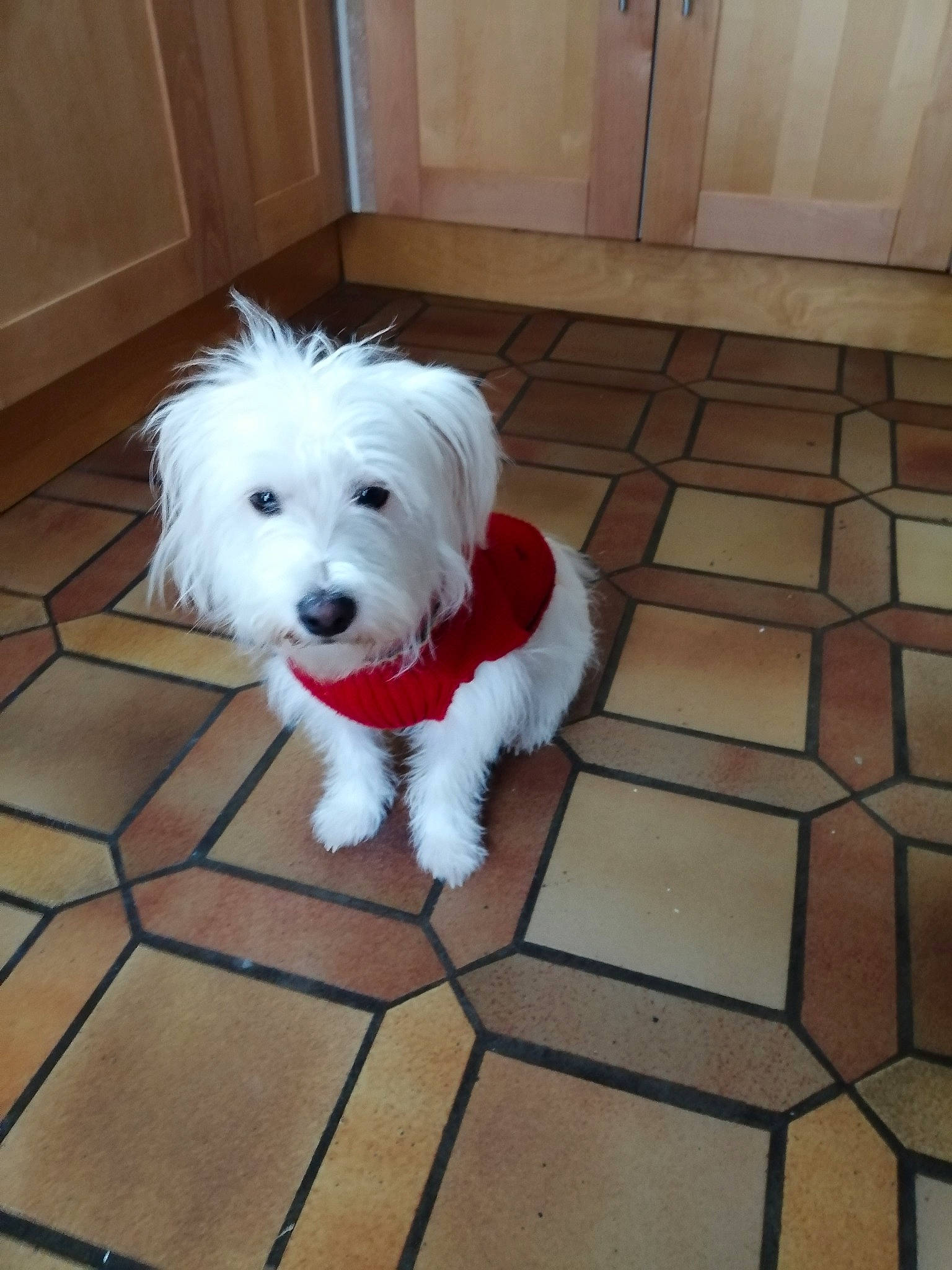 Oregon participe au concours pour gagner de l'argent avec cette photo : bichon, bolognese, canidae, carnivore, companion_dog, coton_de_tulear, dog, dog_breed, havanese, kyi_leo, maltepoo, maltese, mammal, non_sporting_group, puppy, sporting_lucas_terrier, terrier, toy_dog, vertebrate, west_highland_white_terrier