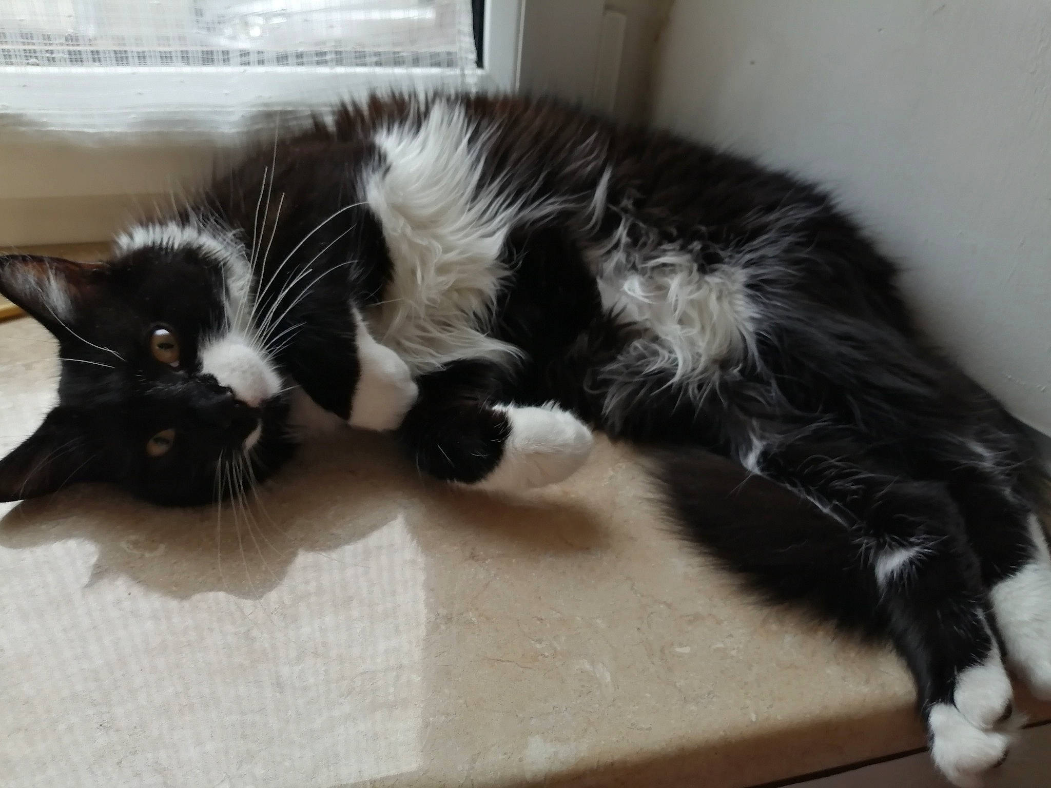 Simba participe au concours pour gagner de l'argent avec cette photo : black_cat, carnivore, cat, claw, domestic_long_haired_cat, domestic_short_haired_cat, european_shorthair, felidae, fur, kitten, mammal, paw, polydactyl_cat, small_to_medium_sized_cats, tail, whiskers