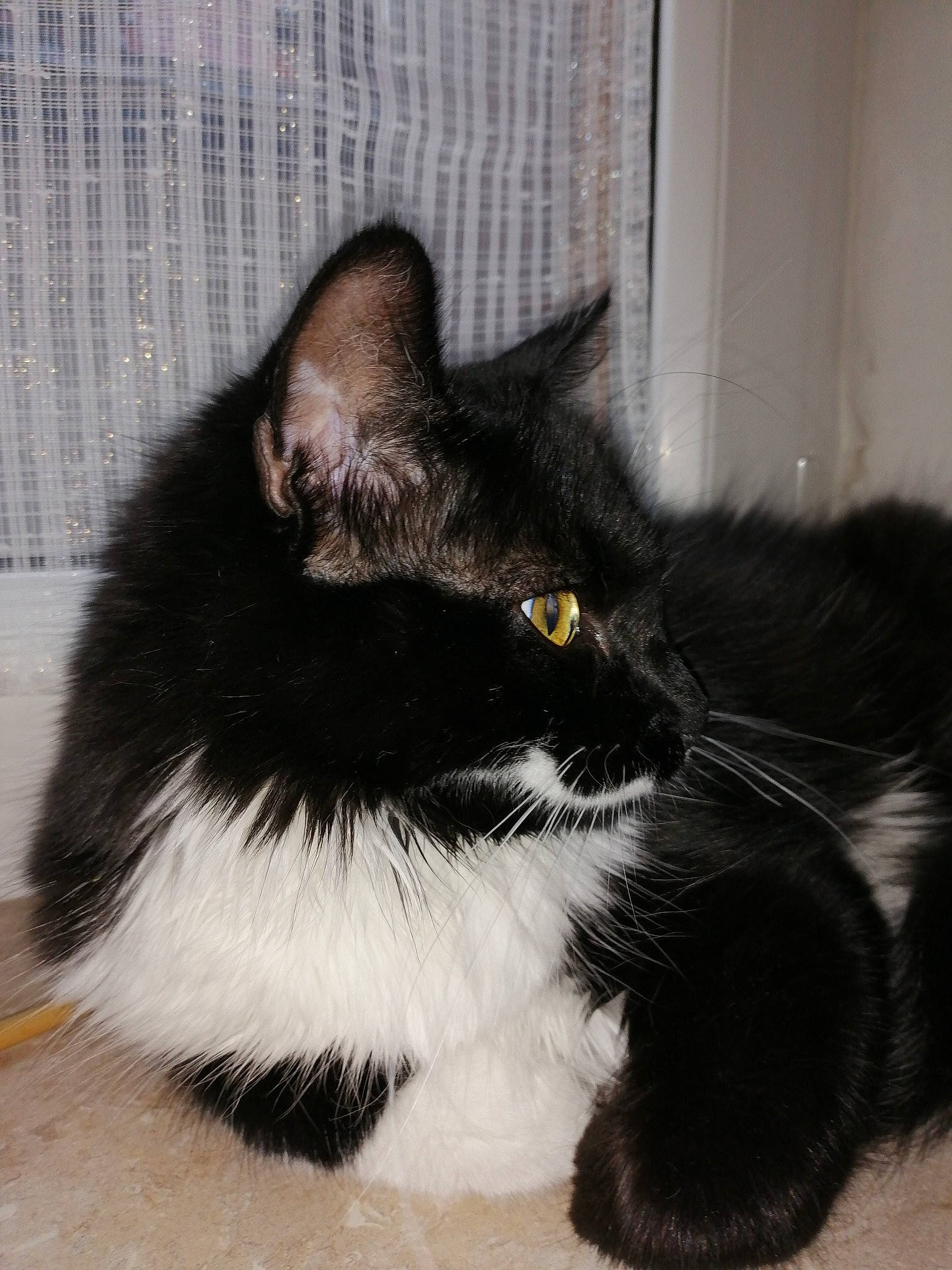 Simba participe au concours pour gagner de l'argent avec cette photo : black, black_and_white, black_cat, carnivore, cat, claw, domestic_long_haired_cat, domestic_short_haired_cat, ear, eye, felidae, fur, kitten, mammal, norwegian_forest_cat, polydactyl_cat, small_to_medium_sized_cats, snout, tail, whiskers