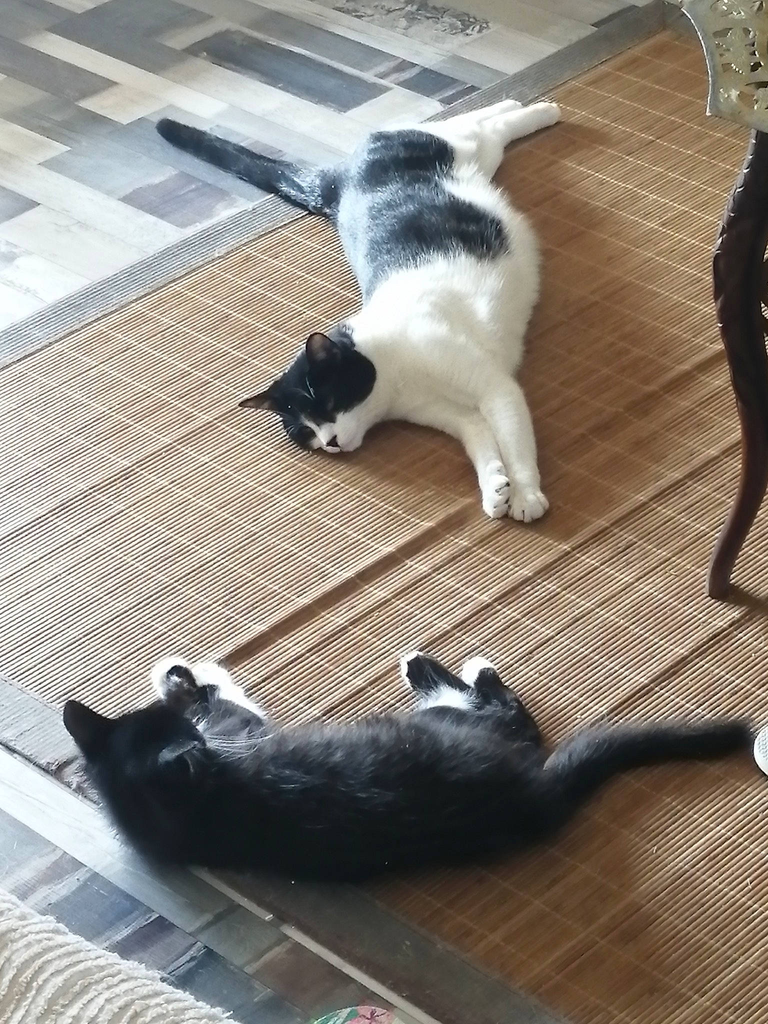 Gribouille participe au concours pour gagner de l'argent avec cette photo : canidae, carnivore, cat, felidae, floor, flooring, hardwood, kitten, leg, paw, polydactyl_cat, small_to_medium_sized_cats, tail, whiskers