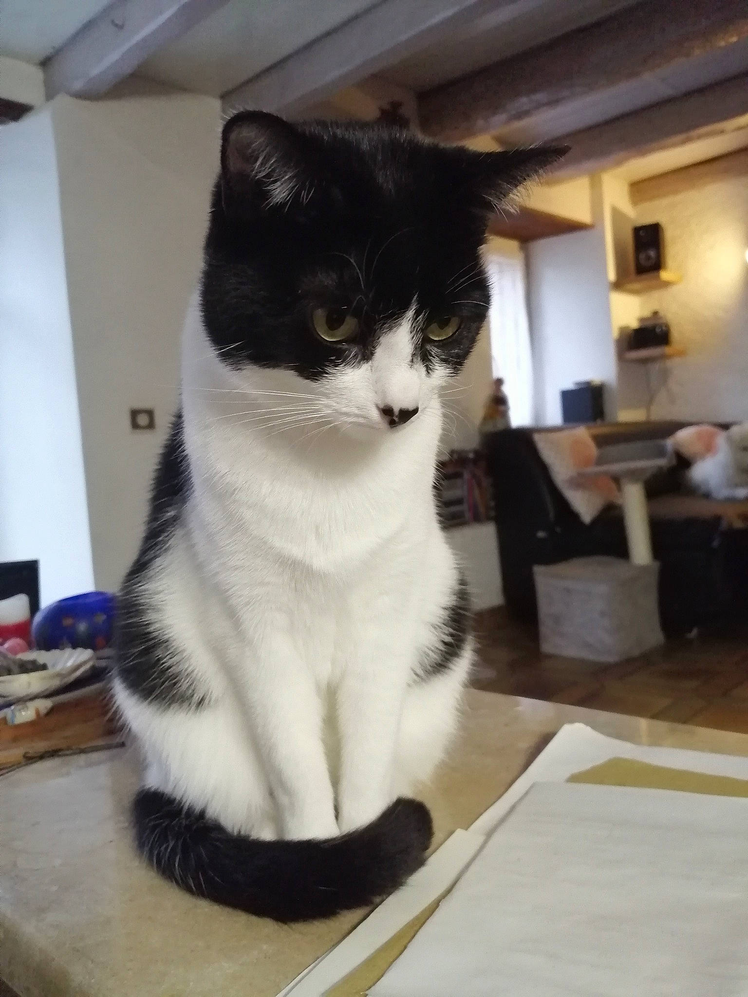 Gribouille a rejoint le concours — aidez-le/la à gagner de superbes lots ! aegean_cat, american_wirehair, carnivore, cat, domestic_short_haired_cat, european_shorthair, felidae, kitten, polydactyl_cat, small_to_medium_sized_cats, whiskers