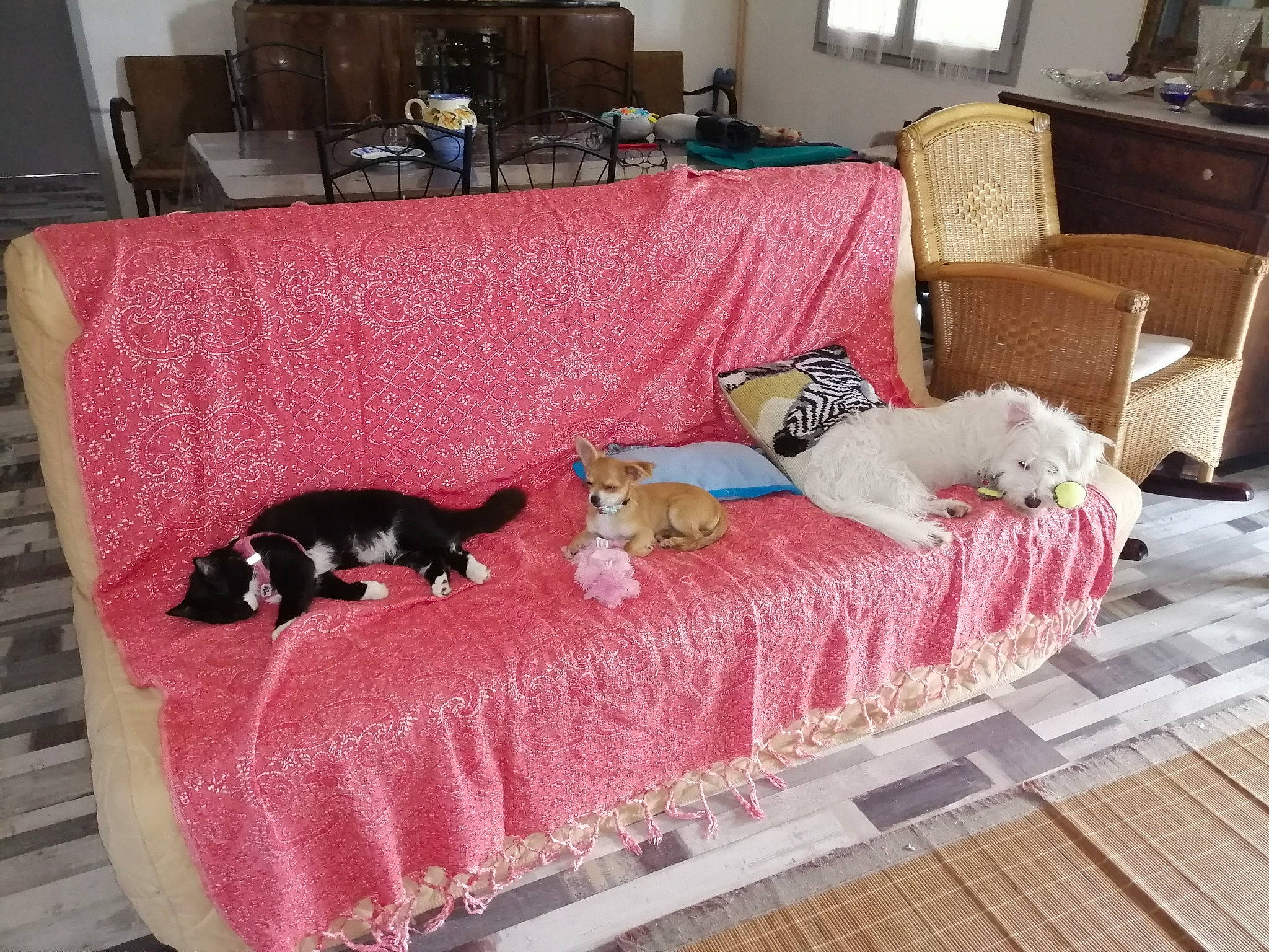 Potter a rejoint le concours — aidez-le/la à gagner de superbes lots ! bed, bed_sheet, bedding, bedroom, canidae, cat, companion_dog, couch, dog_bed, furniture, futon, home, interior_design, linens, pink, product, room, slipcover, studio_couch, textile