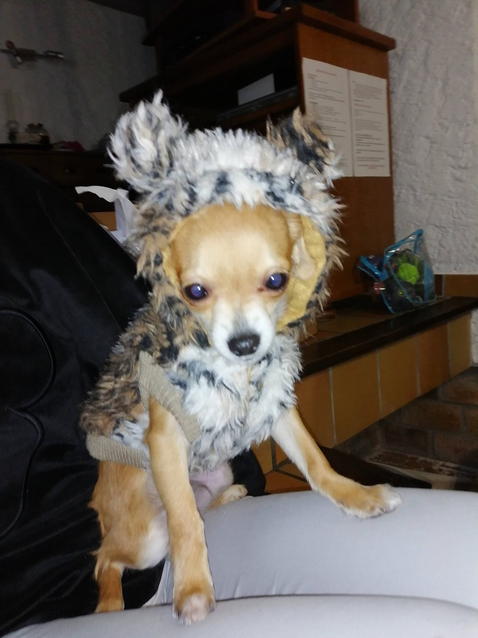 Potter a rejoint le concours — aidez-le/la à gagner de superbes lots ! canidae, carnivore, cavapoo, chihuahua, companion_dog, dog, dog_breed, fawn, fur, mammal, non_sporting_group, puppy, rare_breed_dog, small_greek_domestic_dog, snout, sporting_group, toy_dog, yorkipoo