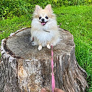 Nala joined the competition — help win amazing prizes! animal, closeup, dog, fluffy, grass, greenery, hand, happy, leash, nature, outdoor, paw, person, pet, pomeranian, small_dog, smiling, summer, tongue, tree_stump