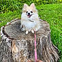 animal, closeup, dog, fluffy, grass, greenery, hand, happy, leash, nature, outdoor, paw, person, pet, pomeranian, small_dog, smiling, summer, tongue, tree_stump