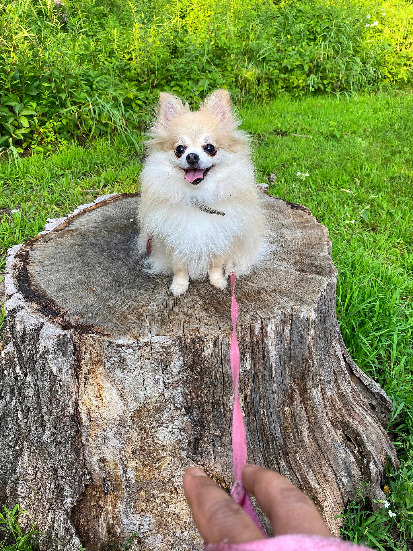 Nala