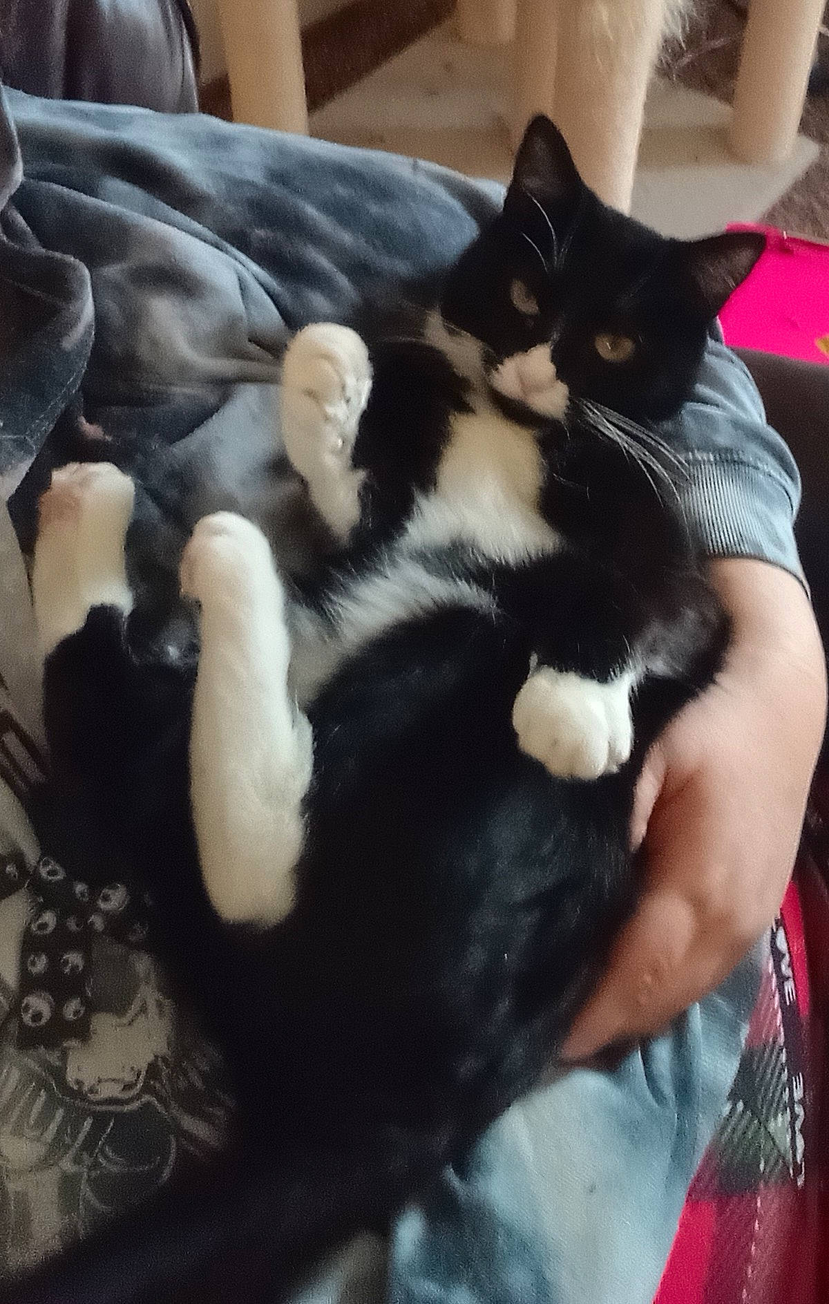 Jack is registered to the contest to win money with this photo: black_cat, carnivore, cat, claw, comfort, domestic_short_haired_cat, felidae, foot, formal_wear, fur, gesture, human_leg, lap, mammal, nap, paw, small_to_medium_sized_cats, tail, whiskers