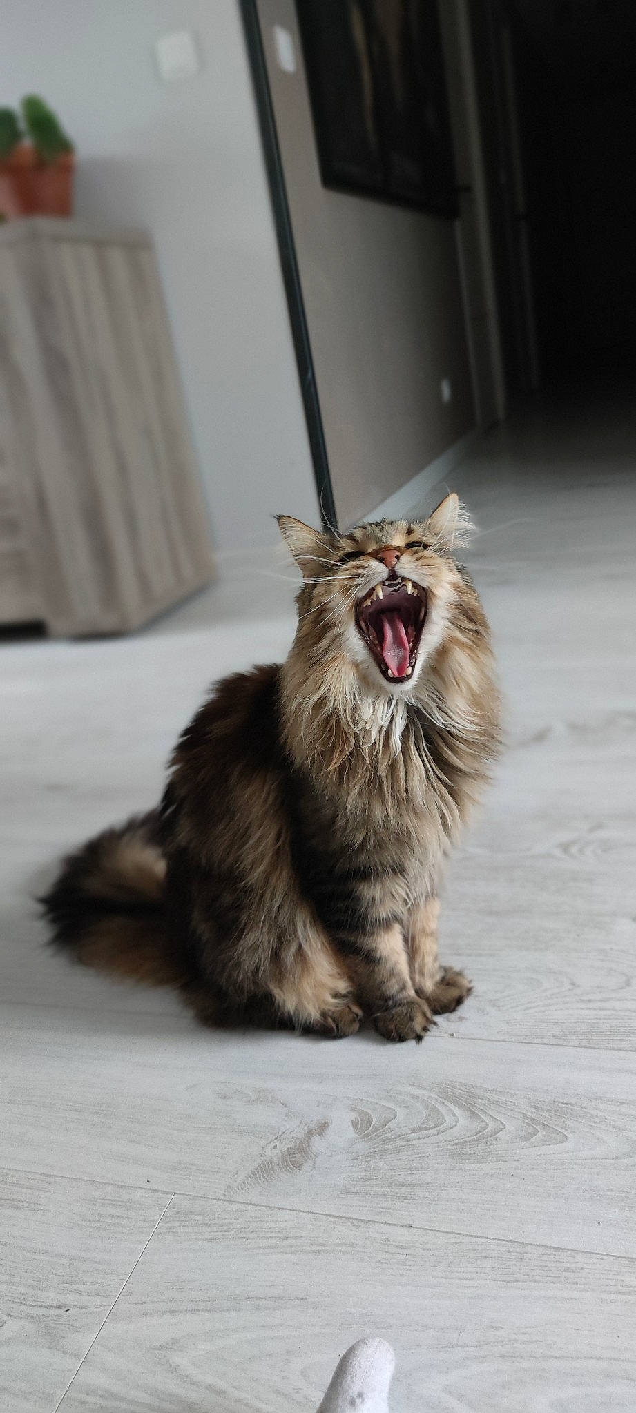 Ploum participe au concours pour gagner de l'argent avec cette photo : carnivore, cat, claw, curtain, eye, fang, felidae, fur, happy, paw, plant, roar, small_to_medium_sized_cats, snout, terrestrial_animal, whiskers, window, yawn