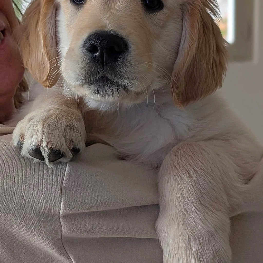 Albert a rejoint le concours — aidez-le/la à gagner de superbes lots ! golden_retriever, puppy, dog, pet, cute, fluffy, indoor, portrait, animal, close_up, face, fur, eyes, paw, holding, human, window, soft_light, warm, adorable