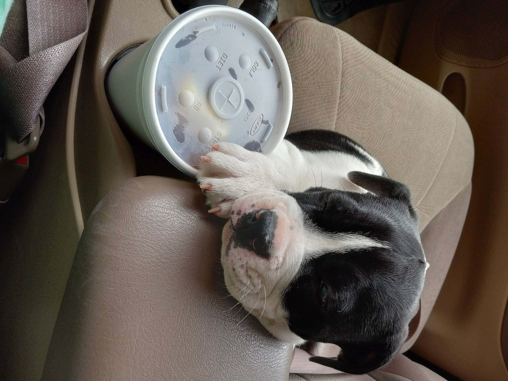 Finnegan joined the competition — help win amazing prizes! auto_part, canidae, car_seat, carnivore, comfort, companion_dog, dog, dog_breed, fawn, felidae, fur, linens, nap, paw, snout, sporting_group, steering_wheel, vehicle_door, whiskers, window