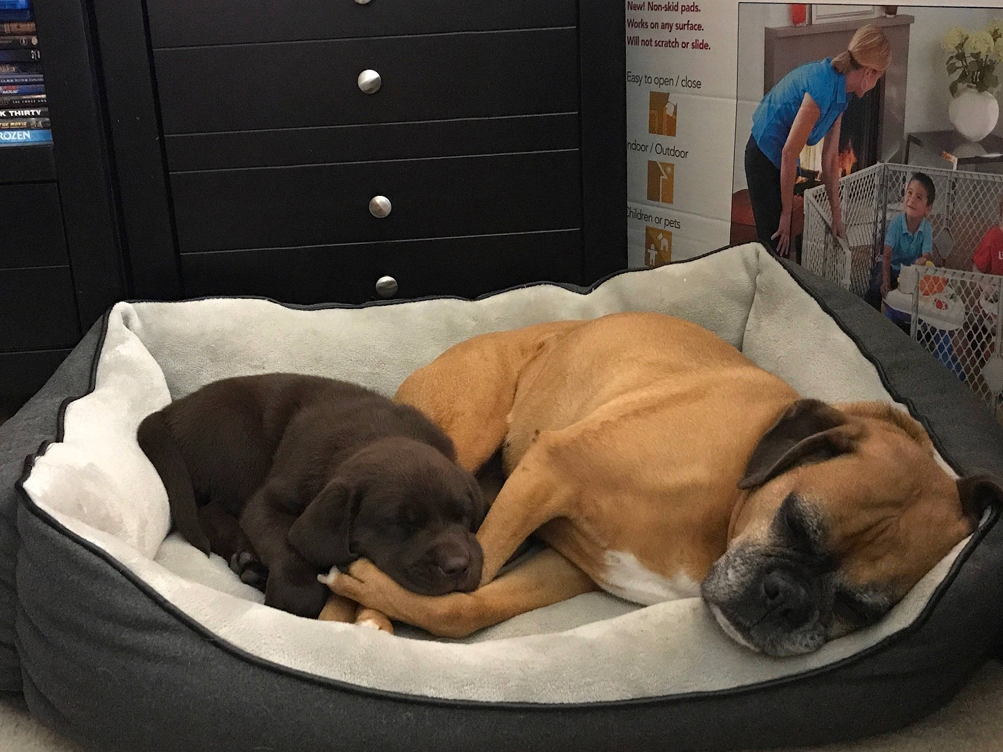 Beaux is registered to the contest to win money with this photo: boerboel, bullmastiff, canidae, carnivore, comfort, companion_dog, dog, dog_bed, dog_breed, english_mastiff, fawn, furniture, guard_dog, nap, pug, puggle, puppy, puppy_love, sleep, snout