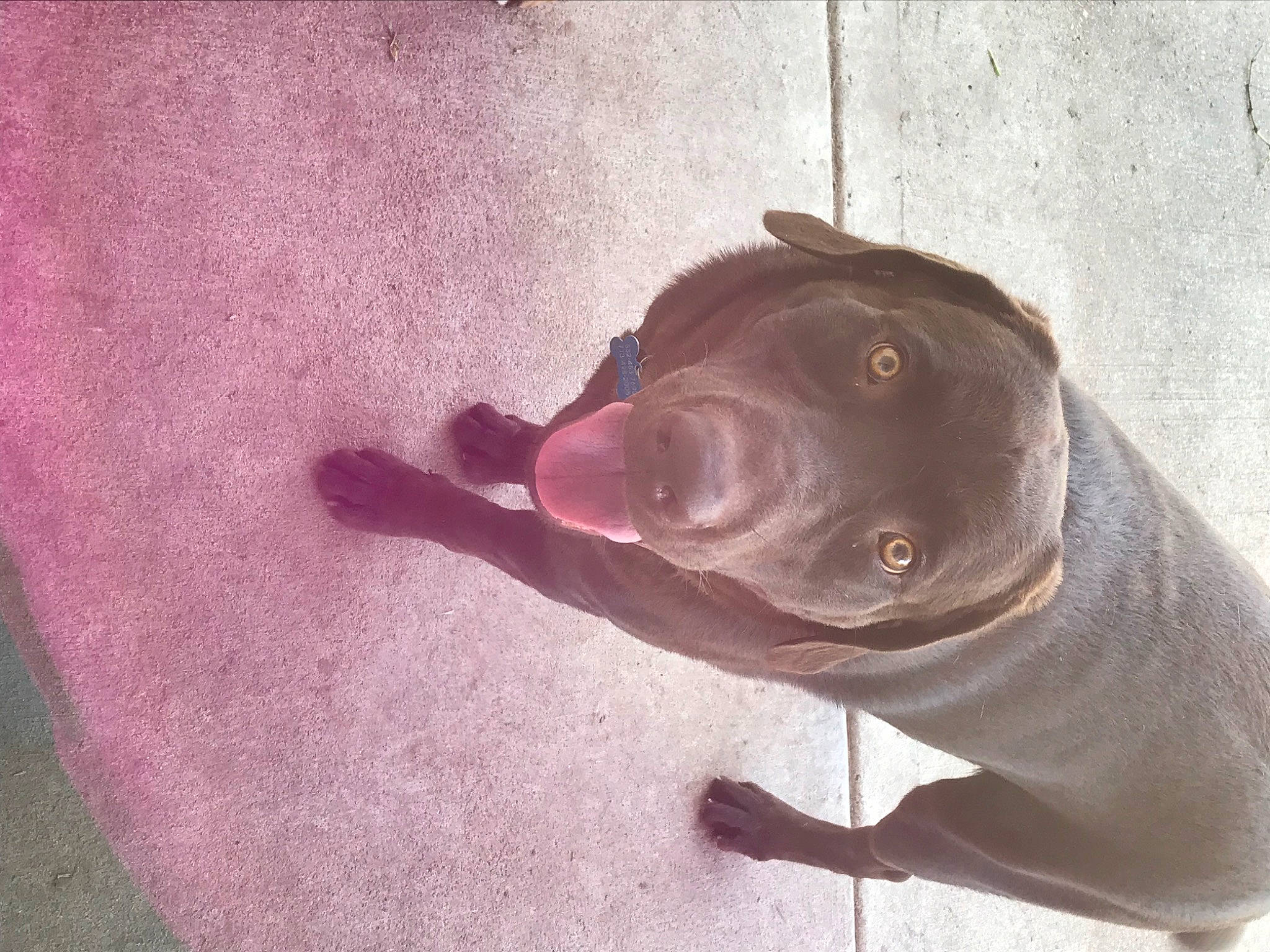 Beaux joined the competition — help win amazing prizes! american_pit_bull_terrier, american_staffordshire_terrier, bandog, canidae, carnivore, dog, dog_breed, ear, fawn, mammal, non_sporting_group, nose, pit_bull, puppy, snout, sporting_group, staffordshire_bull_terrier, tail, weimaraner