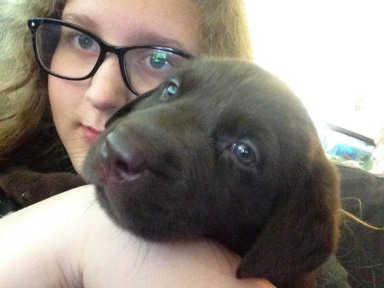 Beaux joined the competition — help win amazing prizes! canidae, carnivore, companion_dog, dog, dog_breed, ear, eye, eyewear, face, glasses, hair, head, labrador_retriever, nose, photography, puppy, puppy_love, selfie, snout, sporting_group