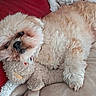 adorable, close_up, curly_fur, cushion, dog, fluffy, indoor, lying_down, paw, pet, portrait, red_background, relaxed, sleeping, small_dog, sofa, stuffed_animal, teddy_bear, toy, white_fur