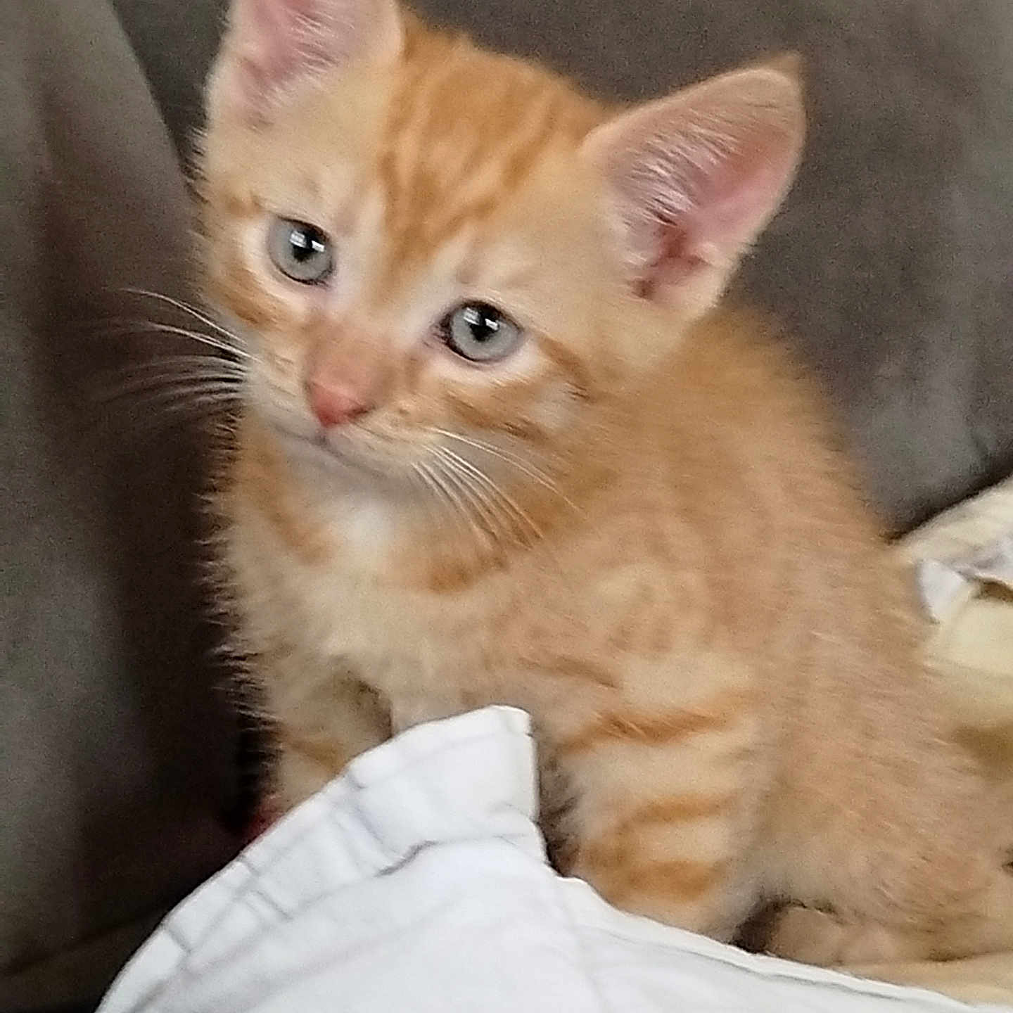 Bobby