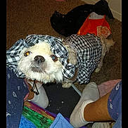 Mercedes is registered to the contest to win money with this photo: canidae, carnivore, comfort, companion_dog, dog, dog_breed, dog_clothes, dog_supply, fur, non_sporting_group, pattern, photo_caption, sitting, small_terrier, sporting_group, square, terrier, toy_dog, visual_arts