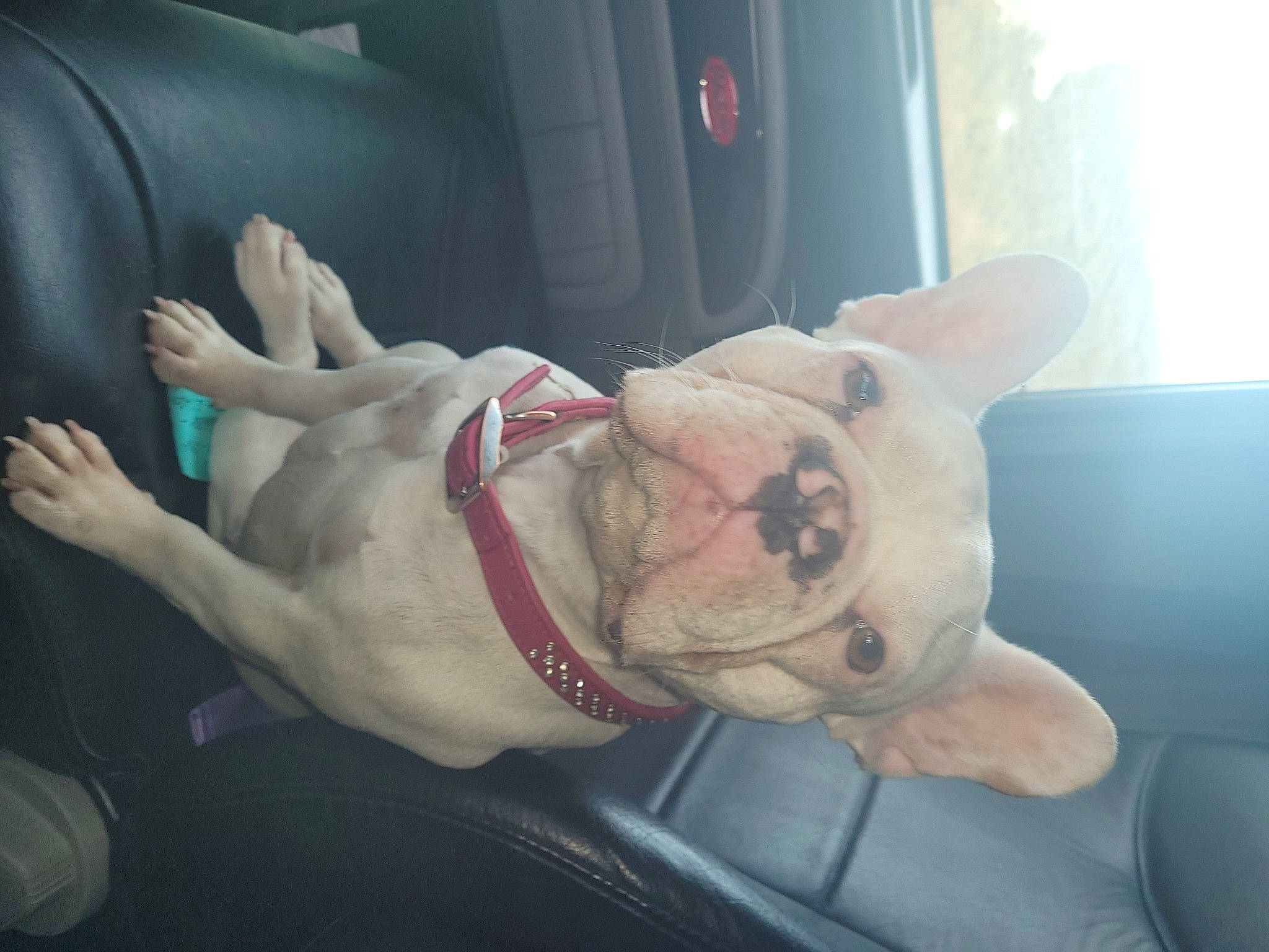 Princess Boojee joined the competition — help win amazing prizes! carnivore, comfort, companion_dog, dog, dog_breed, eyewear, fawn, finger, gesture, human_leg, knee, mammal, nail, snout, thumb, toy, vehicle_door, vertebrate, whiskers, wrist