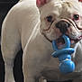 dog, french_bulldog, white_dog, pet, animal, indoor, toy, pacifier, closeup, face, ears, cute, pet_toy, standing, looking, couch, fur, snout, mouth, playful
