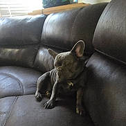 Wren is registered to the contest to win money with this photo: dog, french_bulldog, pet, indoor, couch, leather, animal, small_dog, sitting, window, aquarium, furniture, relaxed, brown, gray, household, home, blur, low_light, shadow